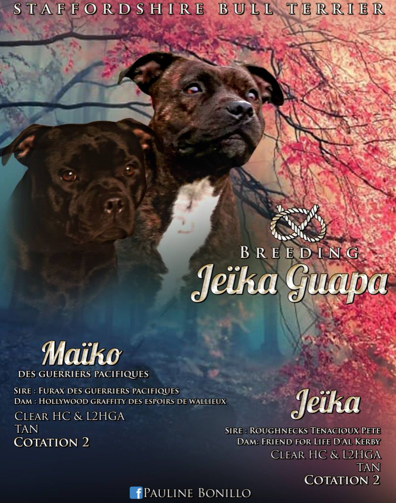 Jeika Guapa - Staffordshire Bull Terrier - Portée née le 15/10/2018